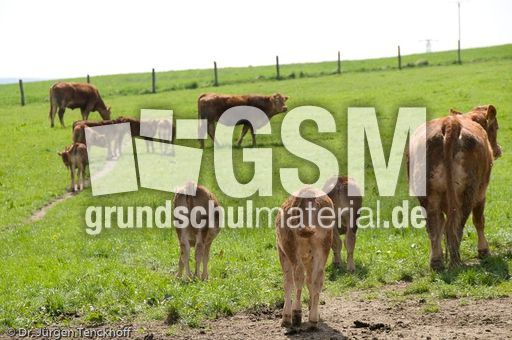 Hausrind (64 von 174).jpg